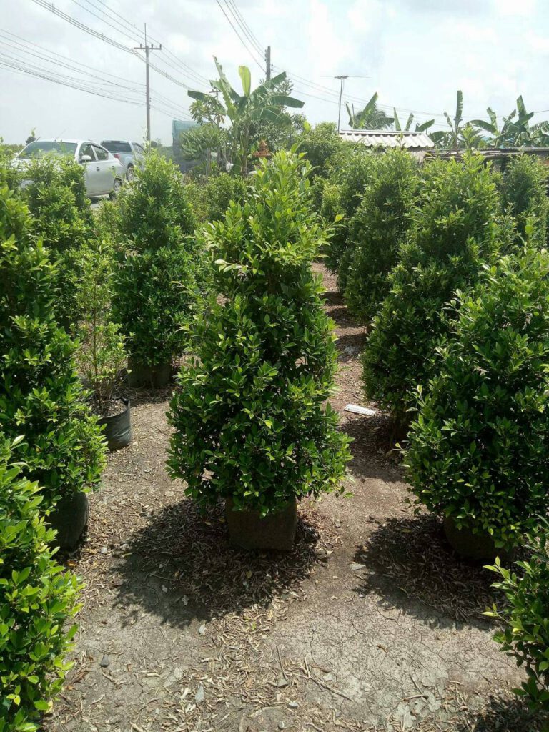 จัดสวนต้นไทร