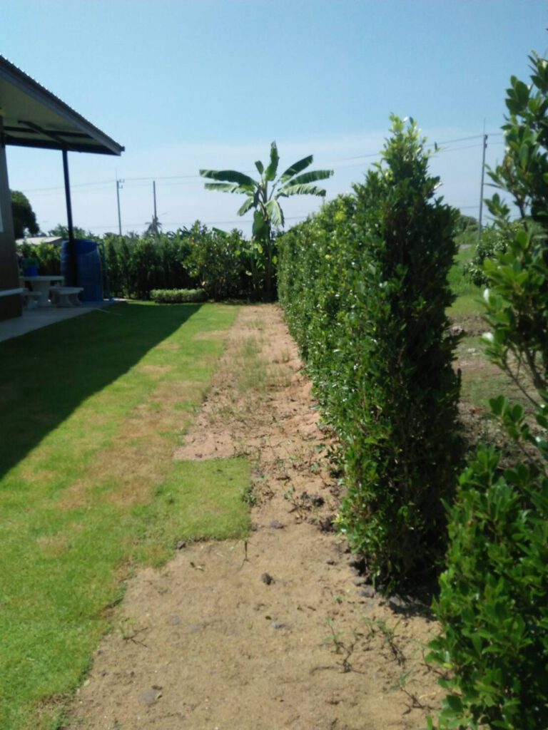 จัดสวนต้นไทร