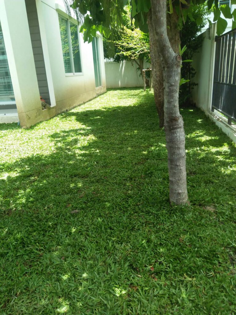 จัดสวนต้นไทร