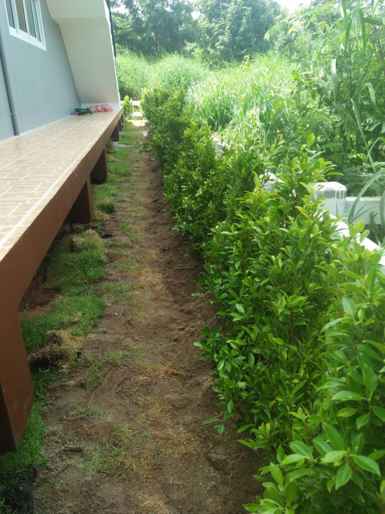 จัดสวนต้นไทร