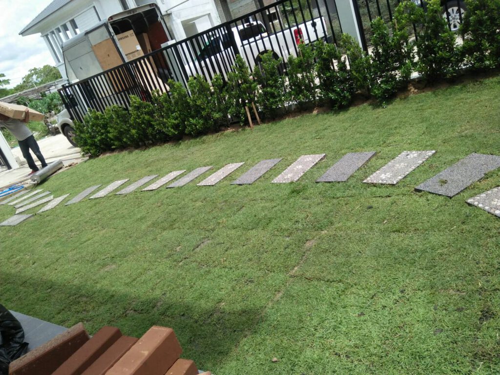 จัดสวนต้นไทร