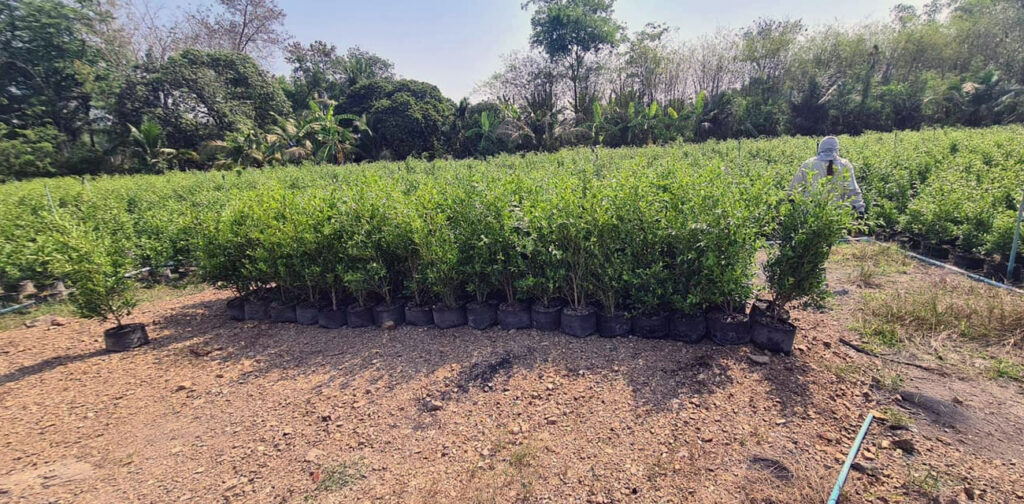 สวนไทรประดับพรชัย2