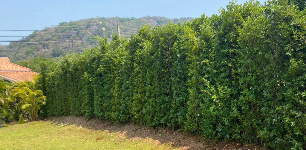 สวนไทรประดับพรชัย2